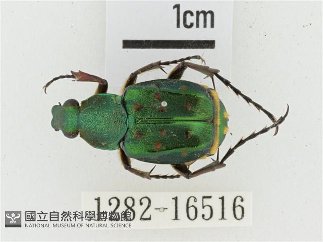 綠艷長腳花金龜藏品圖，第1張