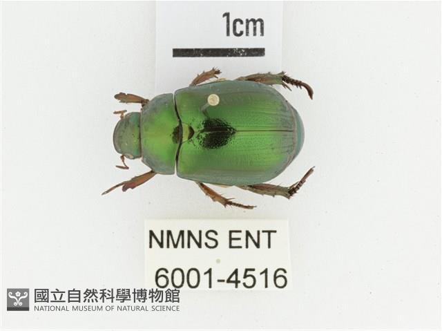 綠艷金龜藏品圖，第1張