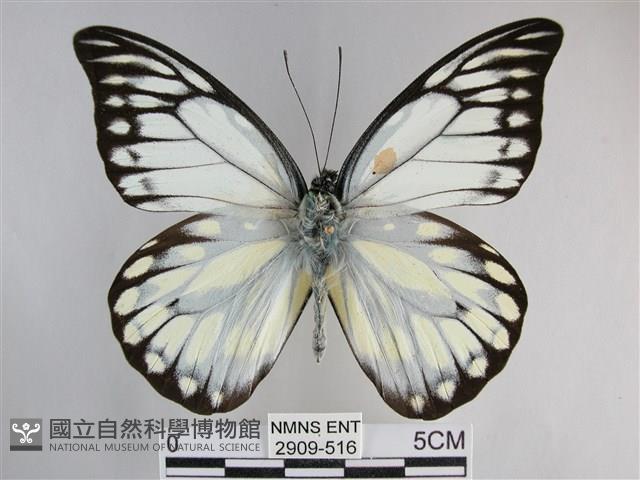 鋸粉蝶藏品圖，第1張