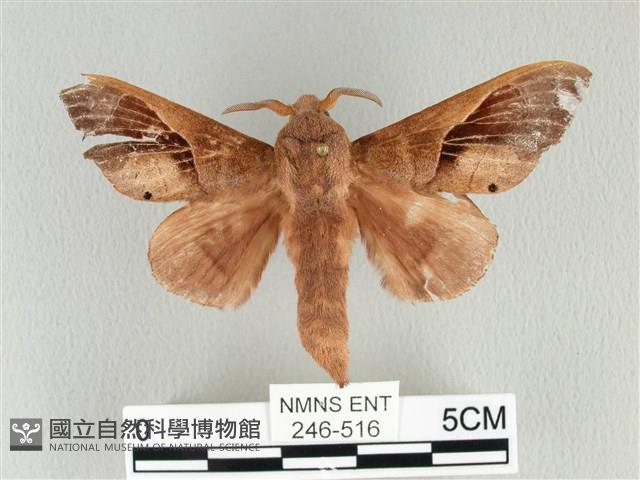 大褐斑枯葉蛾藏品圖，第1張