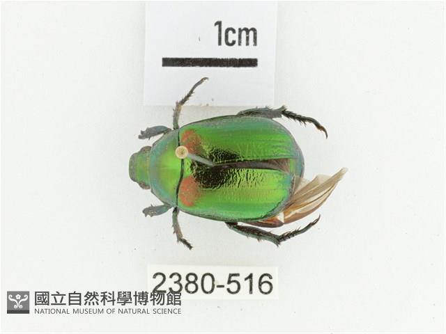 艷金龜藏品圖，第1張