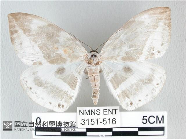 圓翅大鉤蛾藏品圖，第1張