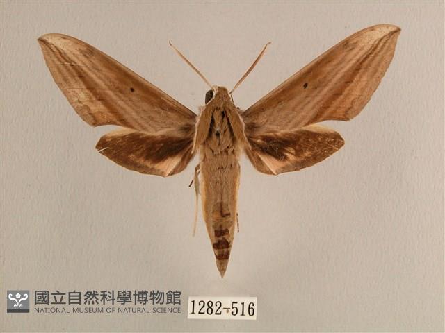 背線天蛾藏品圖，第1張