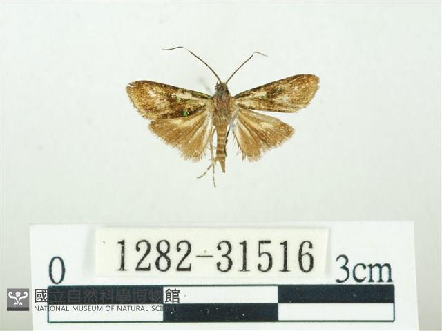 叉紋閃舞蛾藏品圖，第1張