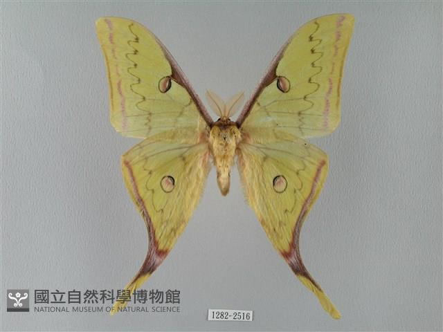 臺灣長尾水青蛾藏品圖，第1張