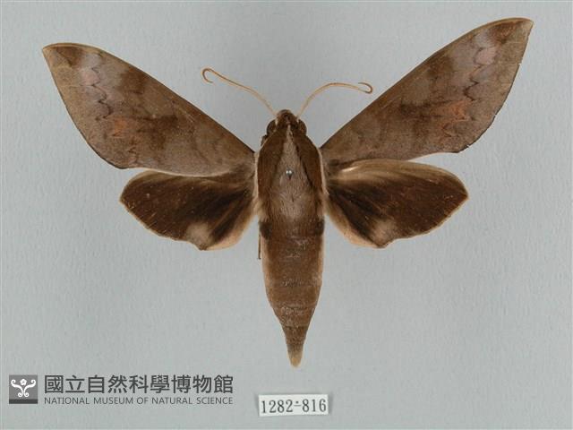 鋸線天蛾藏品圖，第1張