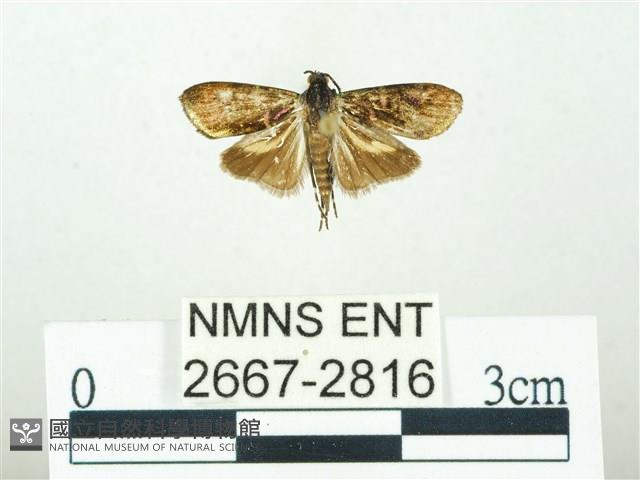 叉紋閃舞蛾藏品圖，第1張