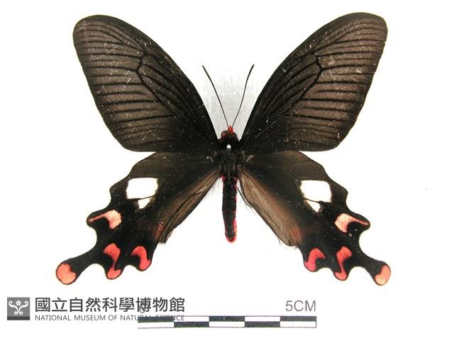 多姿麝鳳蝶藏品圖，第1張