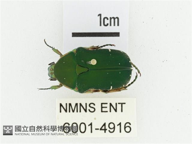 艷邊花金龜藏品圖，第1張