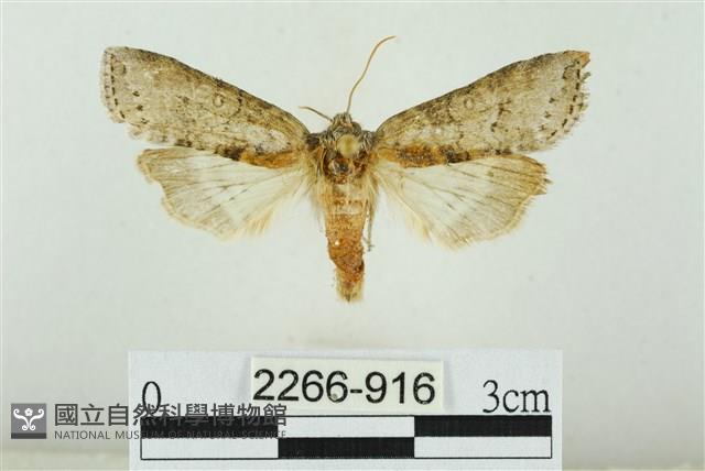 臺圓波紋蛾藏品圖，第1張