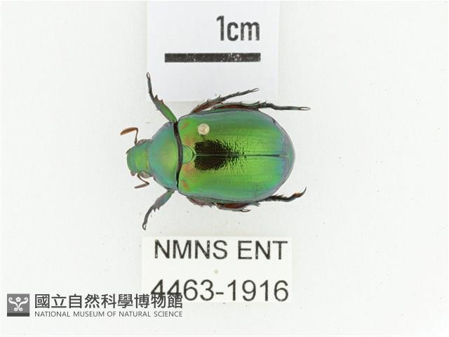 艷金龜藏品圖，第1張