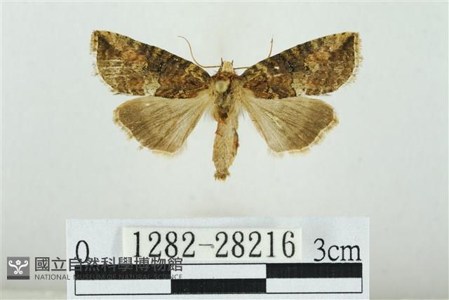 黑平波紋蛾藏品圖，第1張