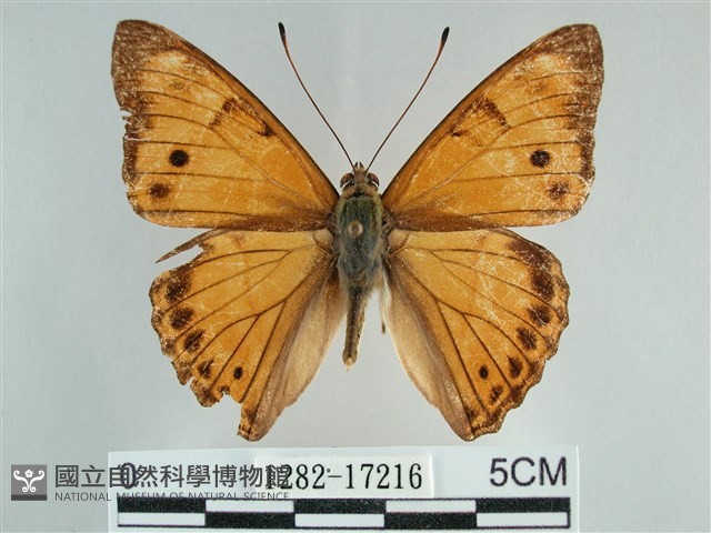 金鎧蛺蝶藏品圖，第1張