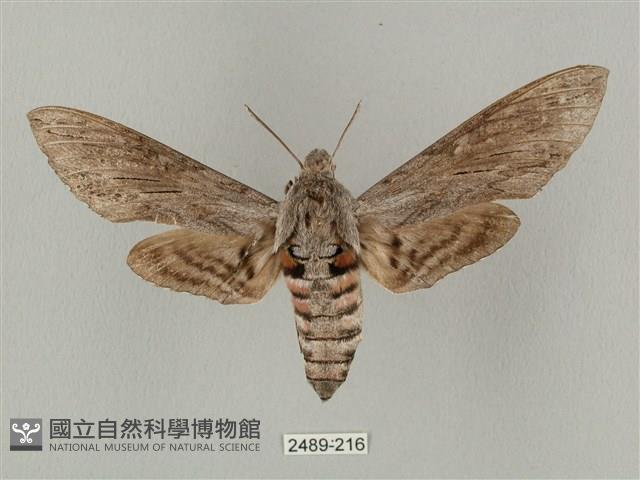 蝦殼天蛾藏品圖，第1張