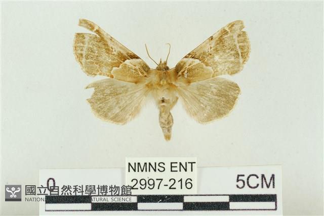寬帶波紋蛾藏品圖，第1張