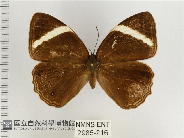 玉帶黛眼蝶藏品圖，第1張