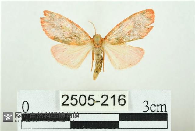 三色豔苔蛾藏品圖，第1張