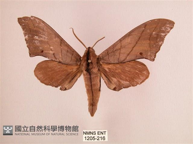 直翅六點天蛾藏品圖，第1張