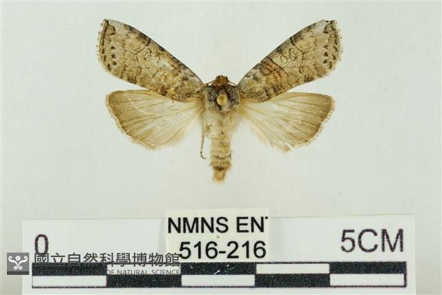 帶波紋蛾藏品圖，第1張