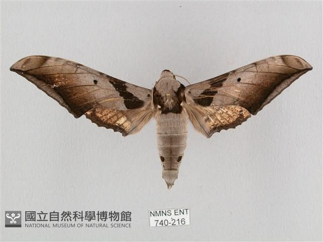 黑帶鷹翅天蛾藏品圖，第1張