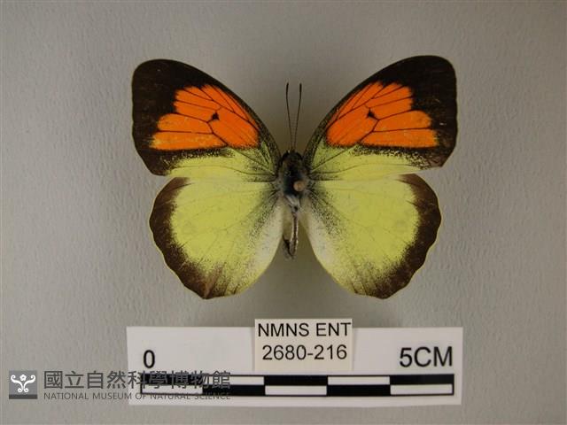 異粉蝶、雌白黃蝶藏品圖，第1張
