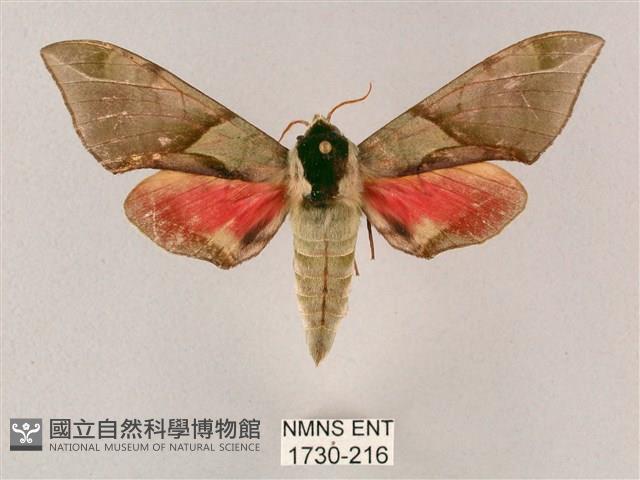 榆綠天蛾藏品圖，第1張