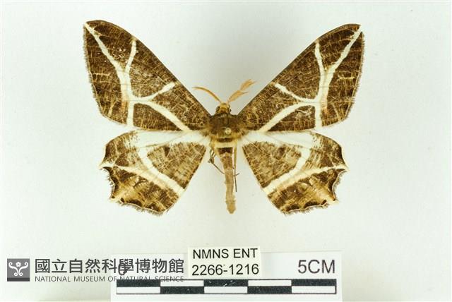 樹形尺蛾藏品圖，第1張