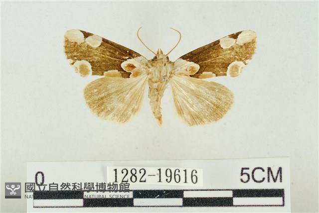 大斑波紋蛾藏品圖，第1張