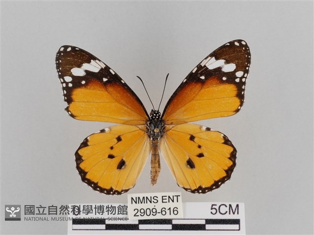 樺斑蝶藏品圖，第1張