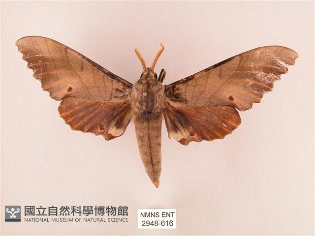 栗六點天蛾藏品圖，第1張