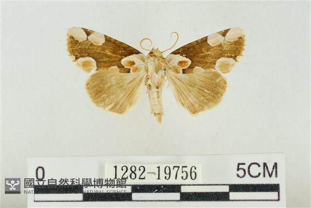 大斑波紋蛾藏品圖，第1張