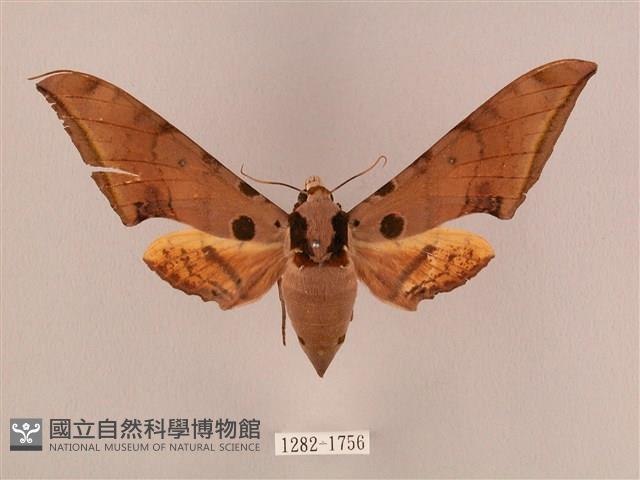 裂斑鷹翅天蛾藏品圖，第1張