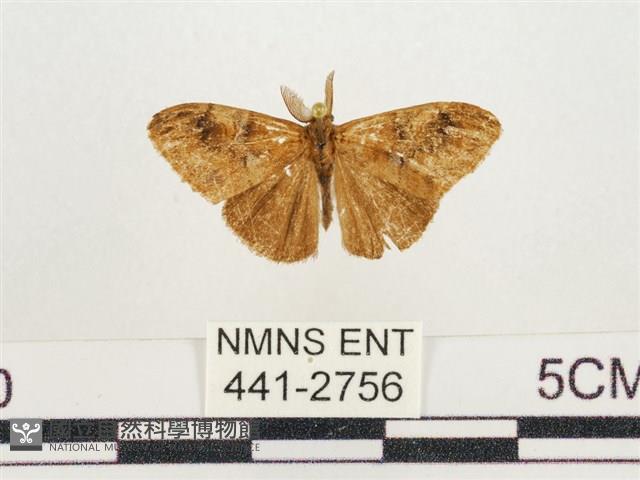 小白紋毒蛾藏品圖，第1張