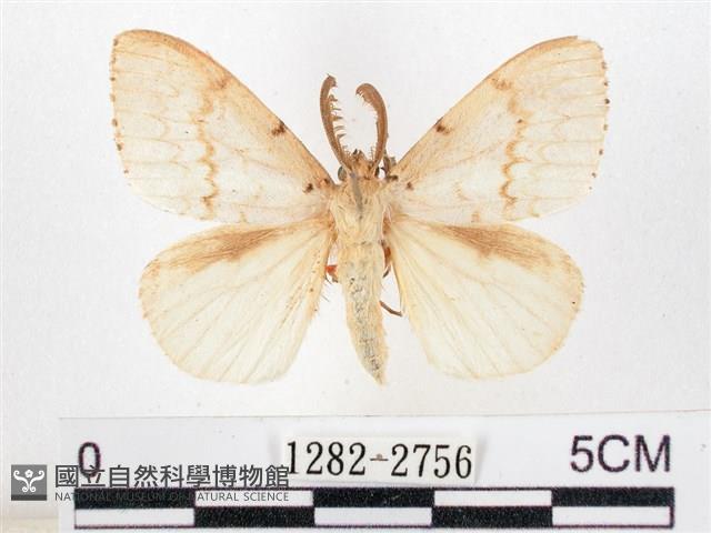 木毒蛾藏品圖，第1張