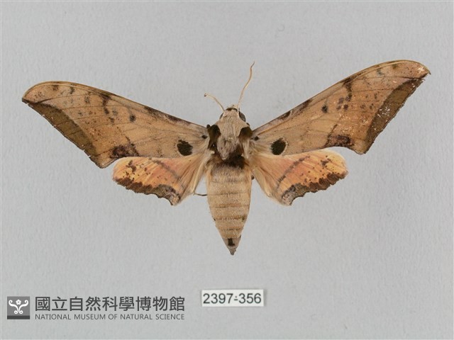 廣東鷹翅天蛾藏品圖，第1張
