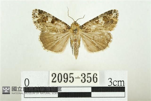 白斑散紋夜蛾藏品圖，第1張