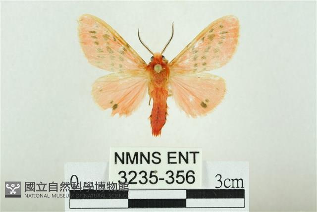 三條橙燈蛾藏品圖，第1張