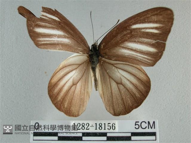 異色尖粉蝶藏品圖，第1張