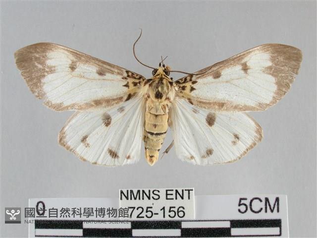 長斑擬燈蛾藏品圖，第1張