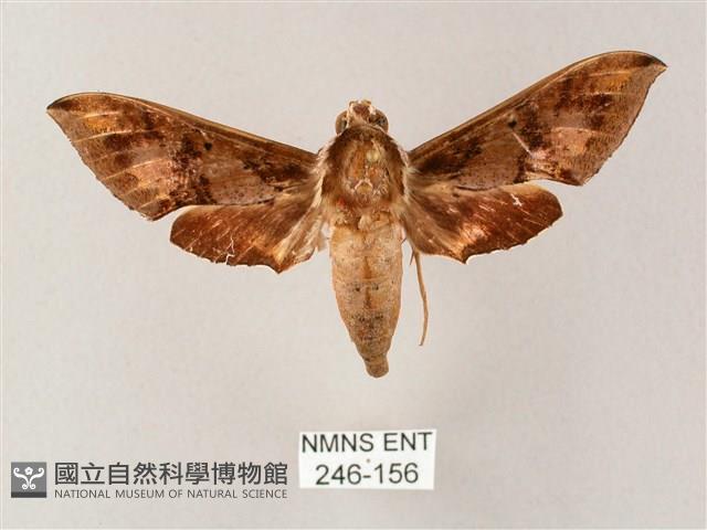 雙斑白肩天蛾藏品圖，第1張