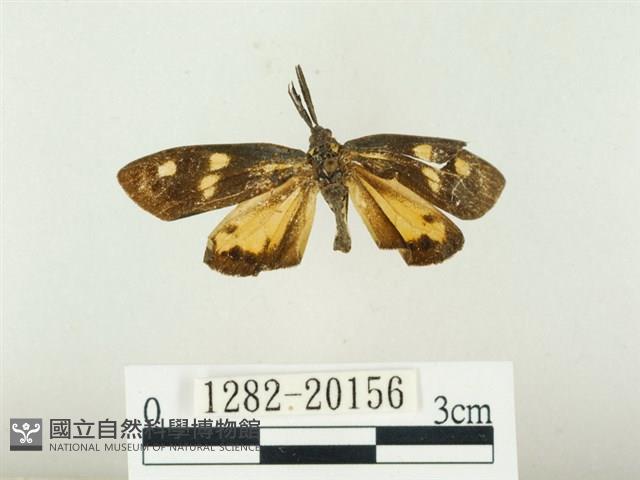 史氏狹翅螢斑蛾藏品圖，第1張