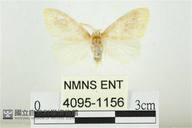 寬紋黃毒蛾藏品圖，第1張
