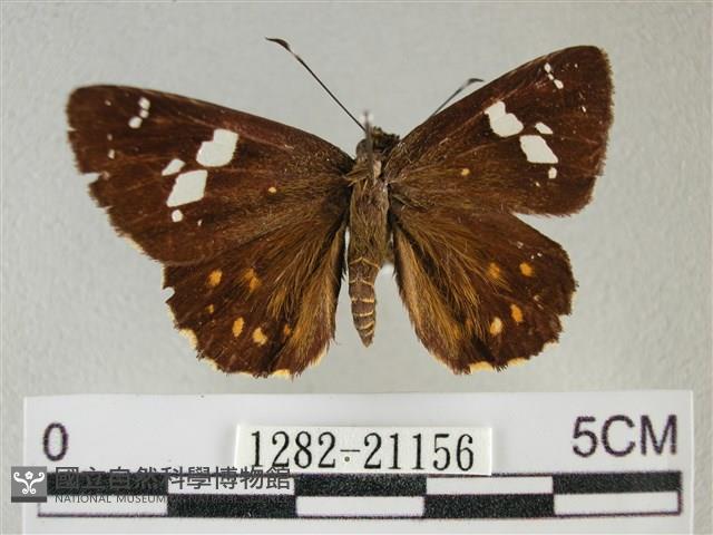 小星弄蝶藏品圖，第1張