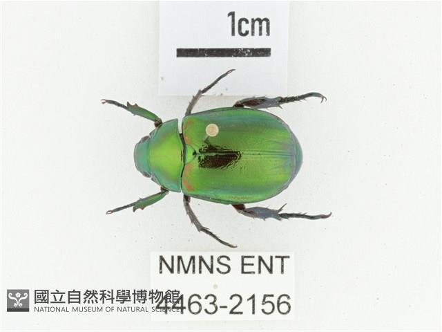 艷金龜藏品圖，第1張