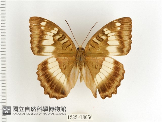 臺灣翠蛺蝶藏品圖，第1張