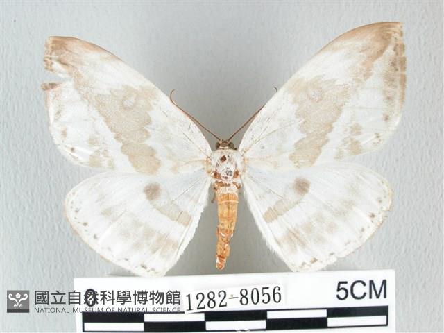 圓翅大鉤蛾藏品圖，第1張