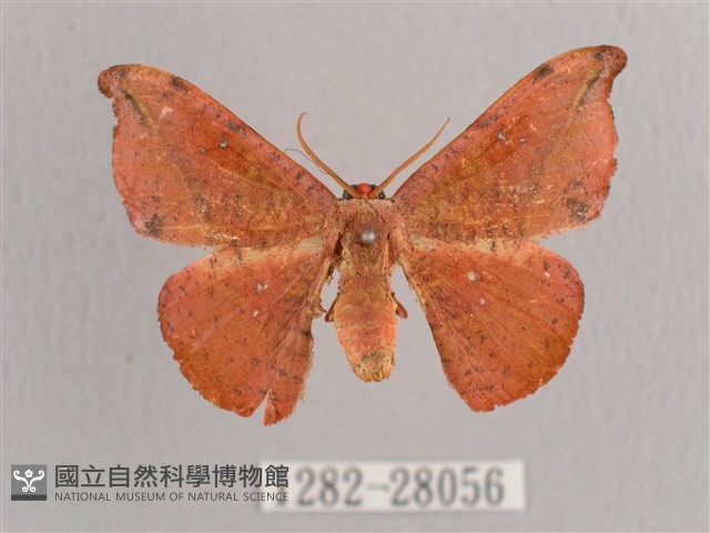 接骨木帶鉤蛾藏品圖，第1張