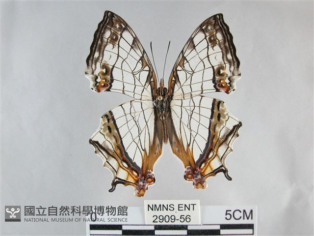 網絲蛺蝶、石牆蝶藏品圖，第1張