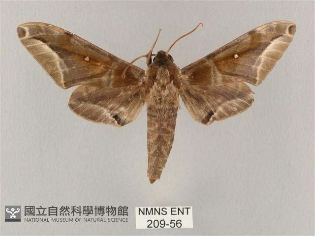 白點天蛾 藏品圖，第1張