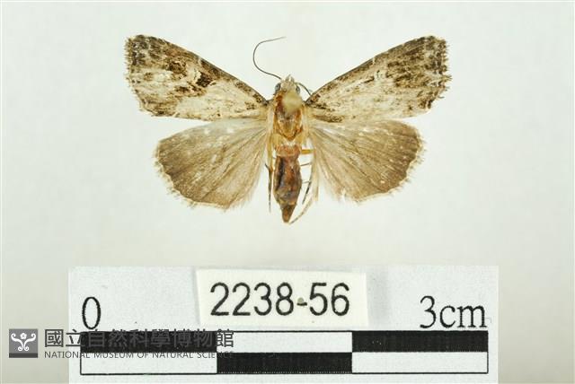 白斑散紋夜蛾藏品圖，第1張